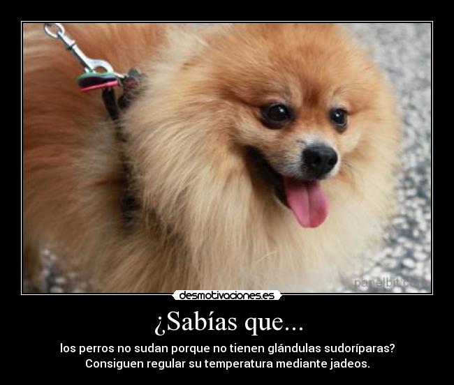 ¿Sabías que... - los perros no sudan porque no tienen glándulas sudoríparas?
Consiguen regular su temperatura mediante jadeos.