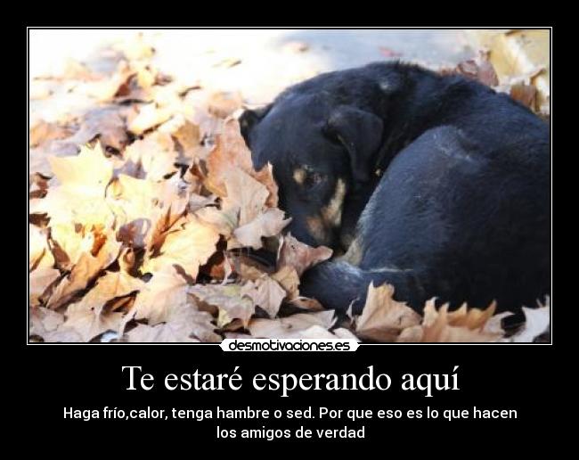 Te estaré esperando aquí - 