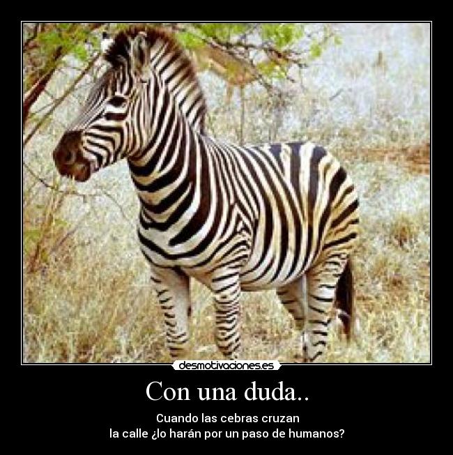 Con una duda.. -  Cuando las cebras cruzan	
la calle ¿lo harán por un paso de humanos?
