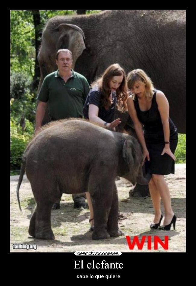 El elefante -