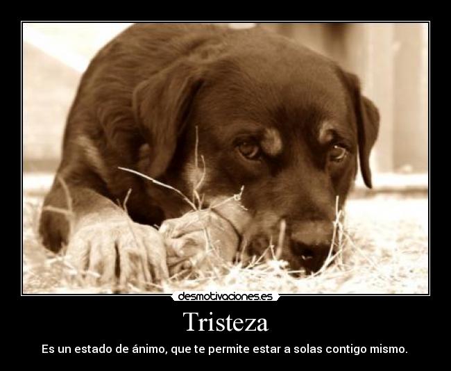 carteles tristeza perro soledad desmotivaciones