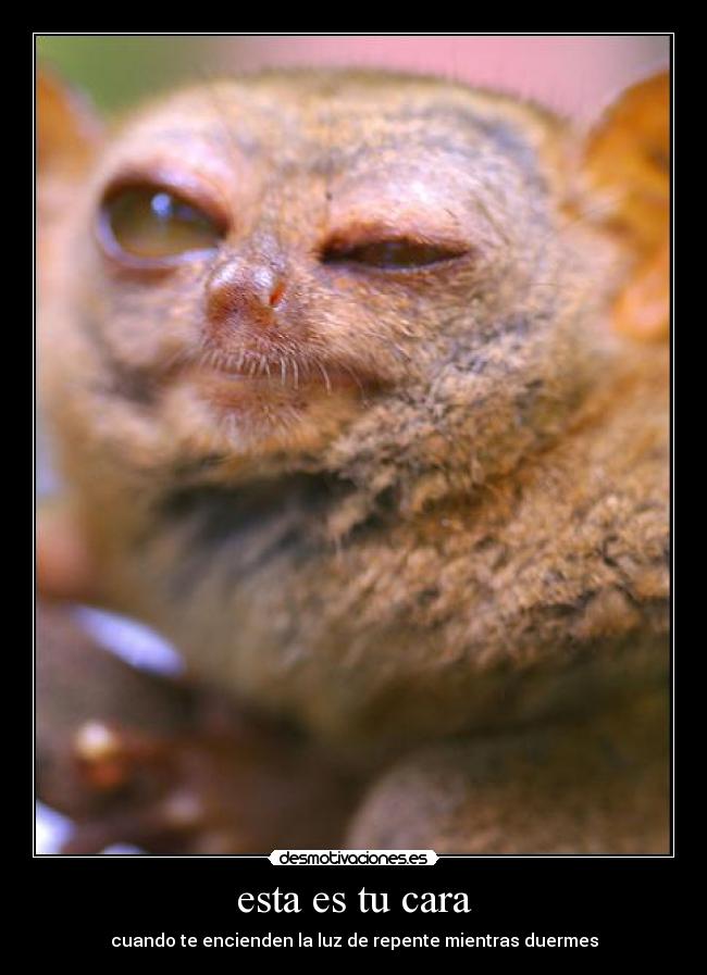 esta es tu cara - cuando te encienden la luz de repente mientras duermes