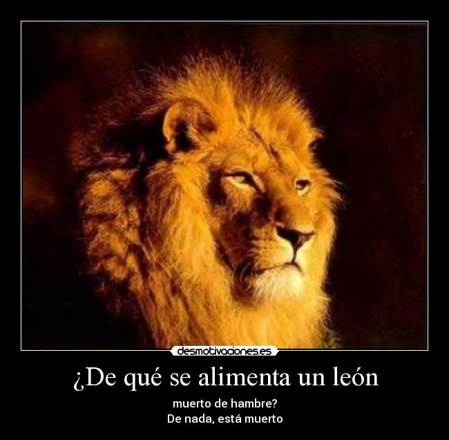 ¿De qué se alimenta un león - 