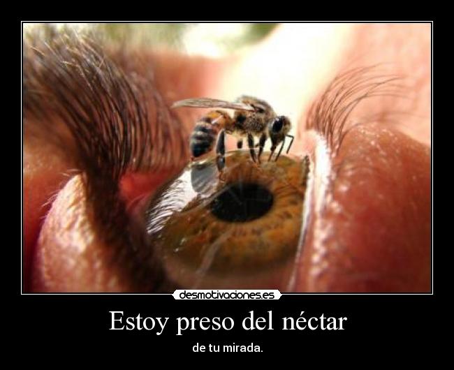 Estoy preso del néctar - 