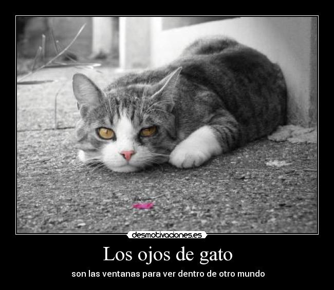 Los ojos de gato -  son las ventanas para ver dentro de otro mundo