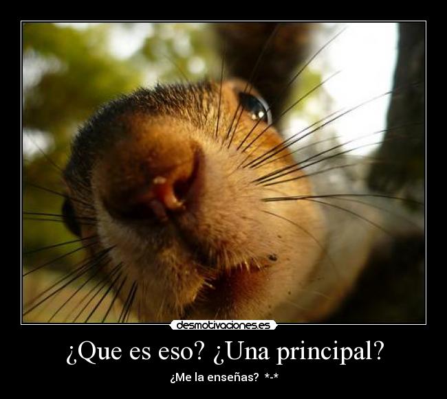 ¿Que es eso? ¿Una principal? - 