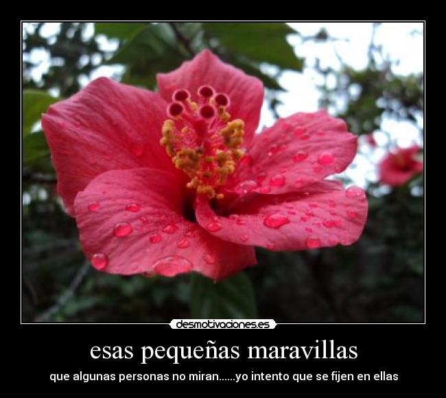 esas pequeñas maravillas - 