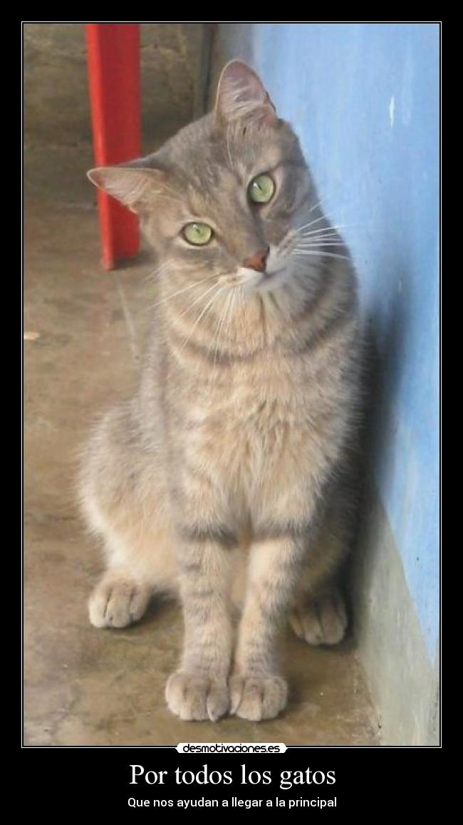 Por todos los gatos - 