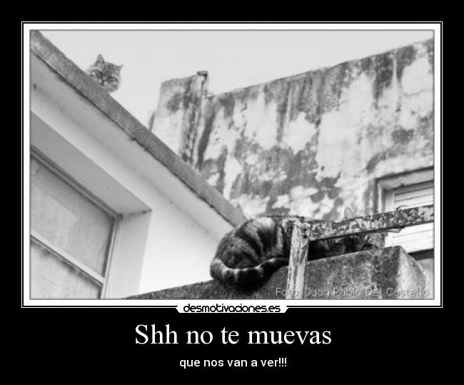 Shh no te muevas - que nos van a ver!!!