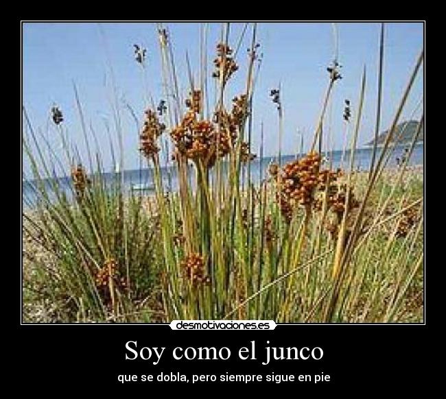 http://img.desmotivaciones.es/201107/250pxJuncus_acutus2.jpg