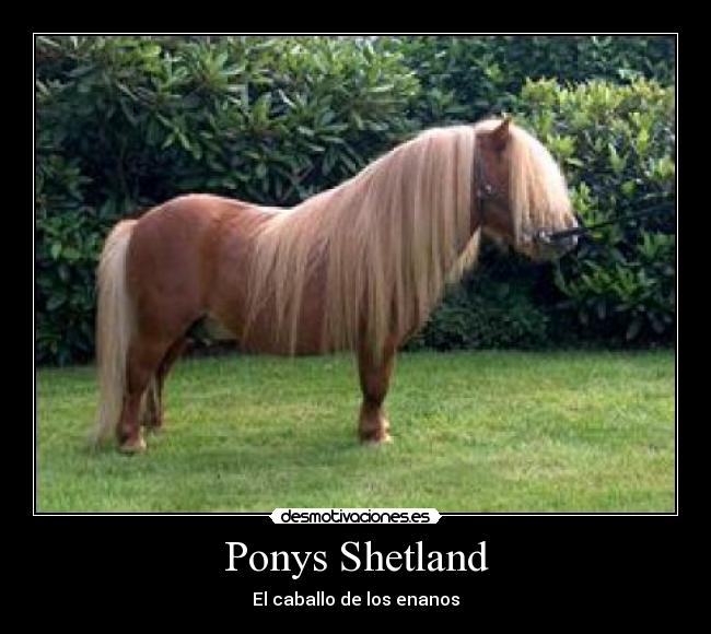 Ponys Shetland -