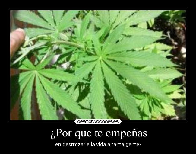 ¿Por que te empeñas - en destrozarle la vida a tanta gente?