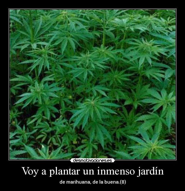 Voy a plantar un inmenso jardín - de marihuana, de la buena.(8)