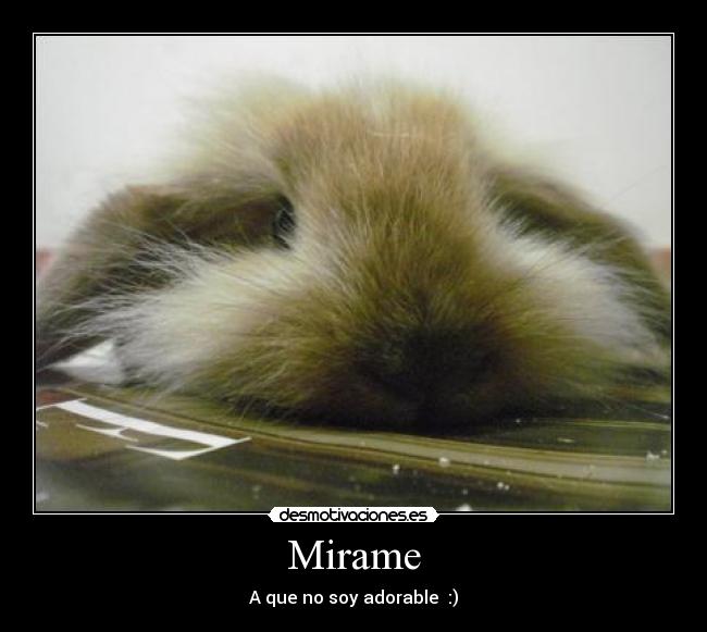 carteles conejo desmotivaciones