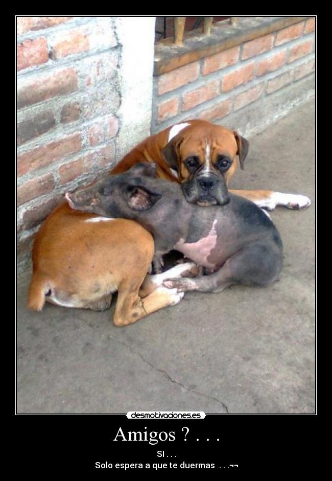 Amigos ? . . . -