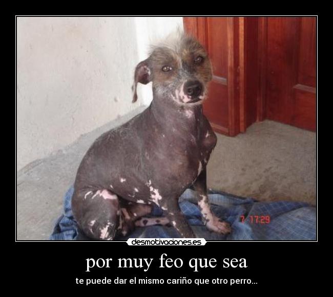 por muy feo que sea - te puede dar el mismo cariño que otro perro...