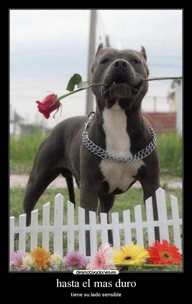 hasta el mas duro - tiene su lado sensible