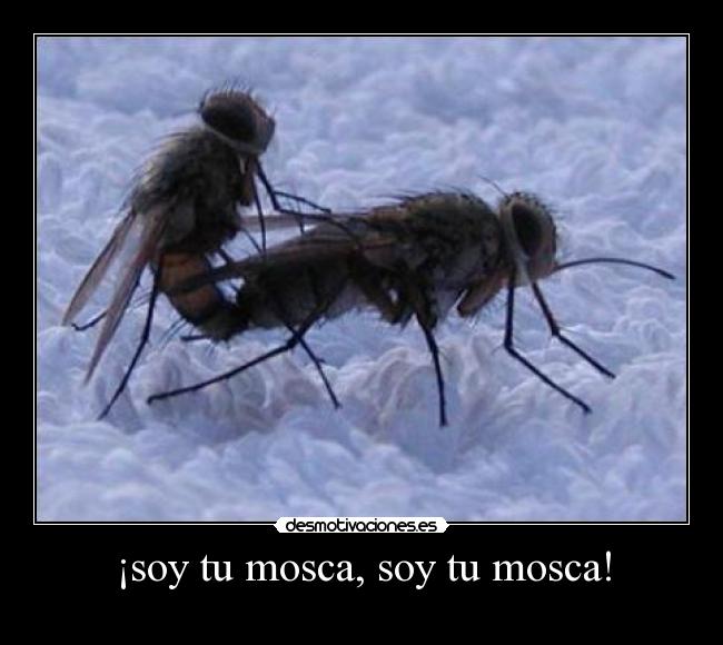 ¡soy tu mosca, soy tu mosca! -