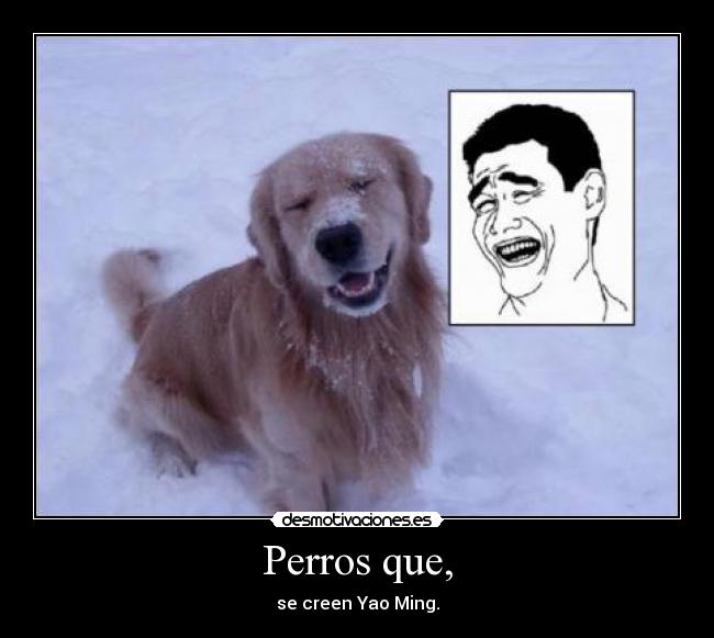 carteles perro yao ming meme nieve sonrisa ironica foto desmotivaciones