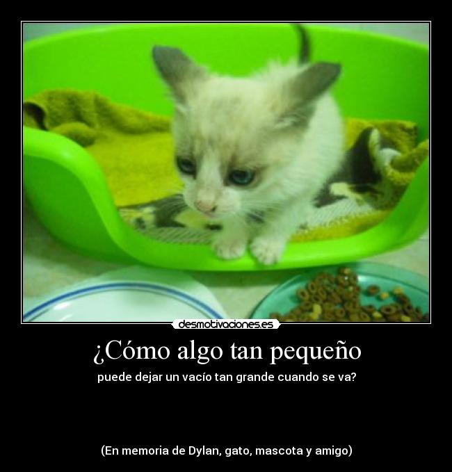 ¿Cómo algo tan pequeño - puede dejar un vacío tan grande cuando se va?




(En memoria de Dylan, gato, mascota y amigo)