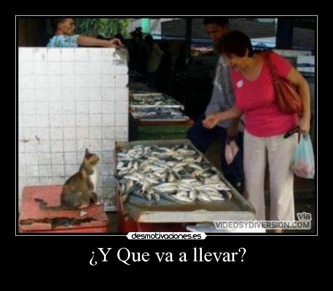 ¿Y Que va a llevar? - 