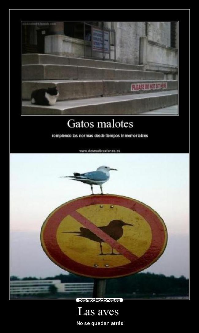 Las aves  - 