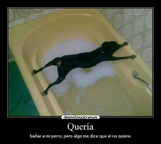 Quería - bañar a mi perro, pero algo me dice que el no quiere.