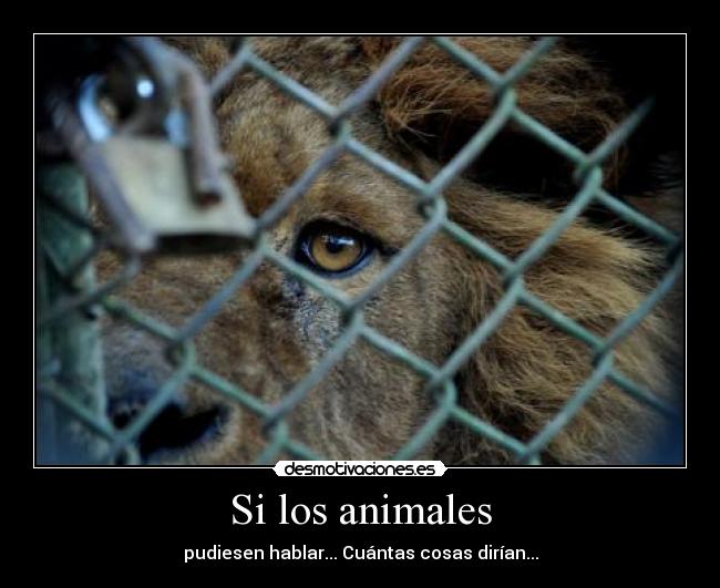 Si los animales -