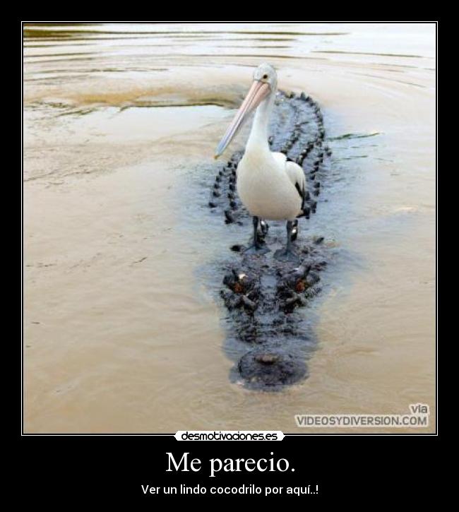 Me parecio. - Ver un lindo cocodrilo por aquí..!