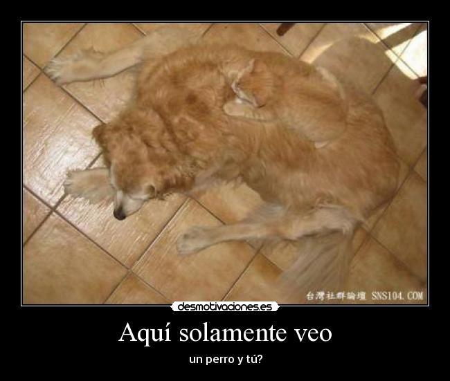 Aquí solamente veo - un perro y tú?