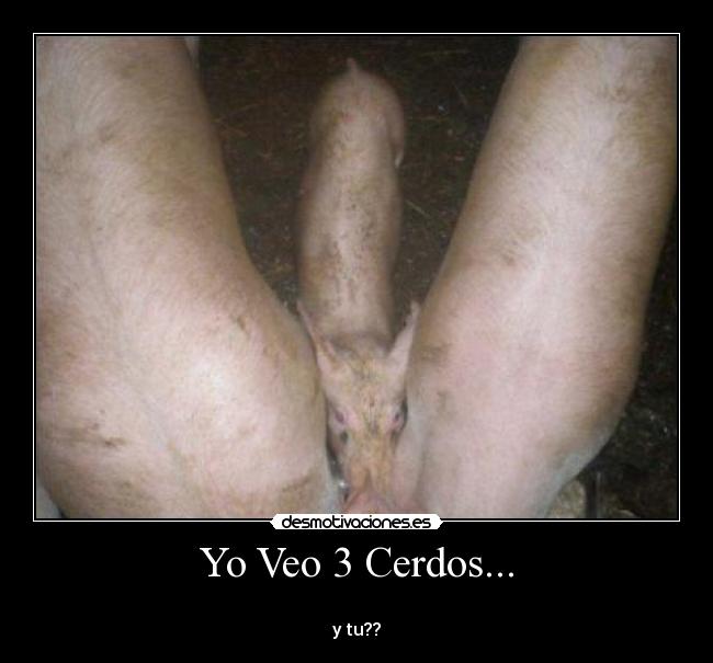 Yo Veo 3 Cerdos... -