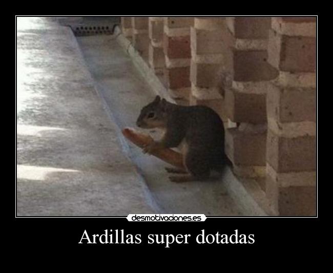 Ardillas super dotadas - 