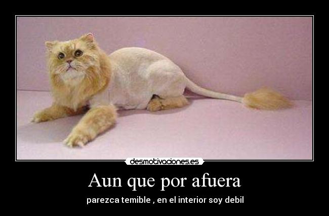 Aun que por afuera - parezca temible , en el interior soy debil