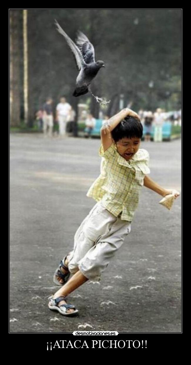 ¡¡ATACA PICHOTO!! - 