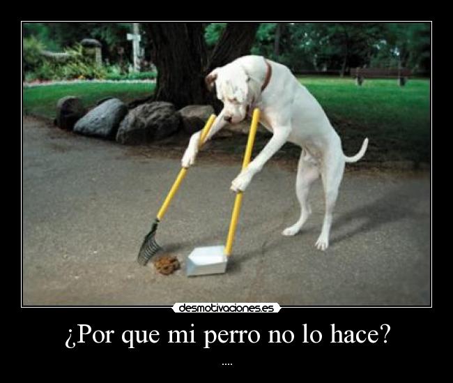 ¿Por que mi perro no lo hace? - ....