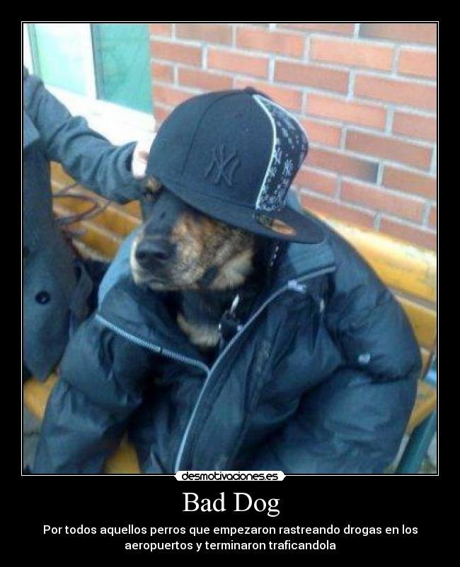 Bad Dog - Por todos aquellos perros que empezaron rastreando drogas en los
aeropuertos y terminaron traficandola