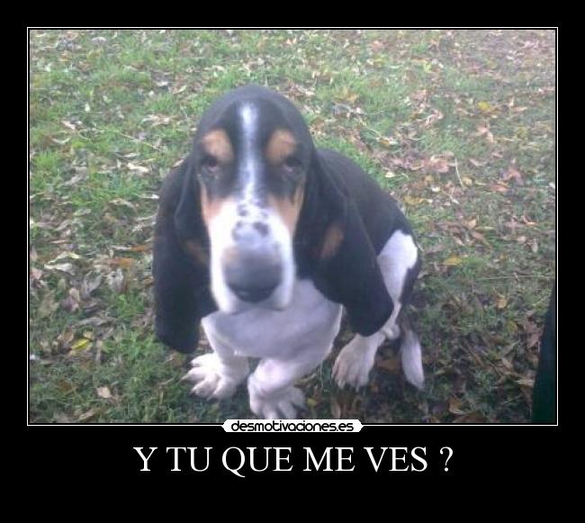 Y TU QUE ME VES ? - 