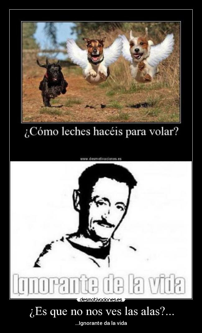 ¿Es que no nos ves las alas?... - 