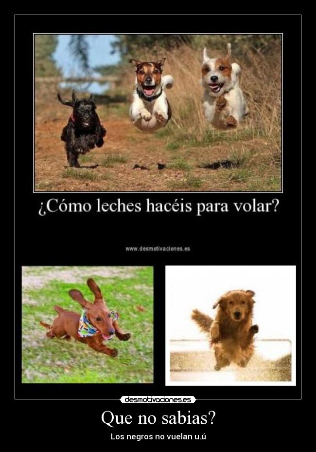Que no sabias? - Los negros no vuelan u.ú