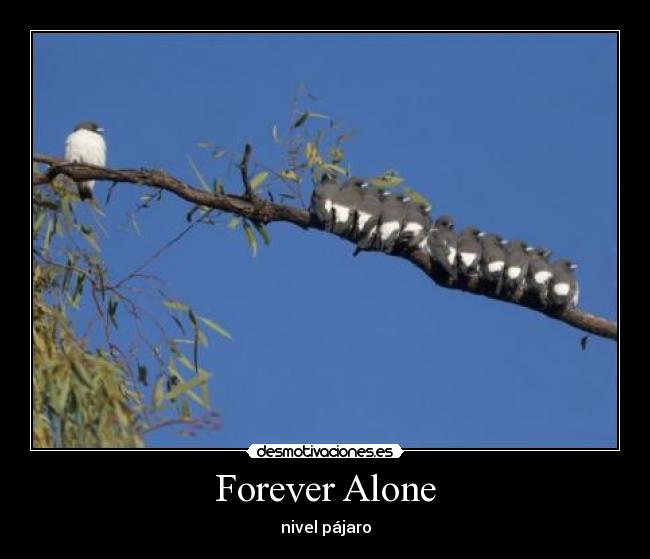 Forever Alone - nivel pájaro
