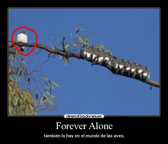 carteles forever alones aves foto arbol sin atencion desmotivaciones