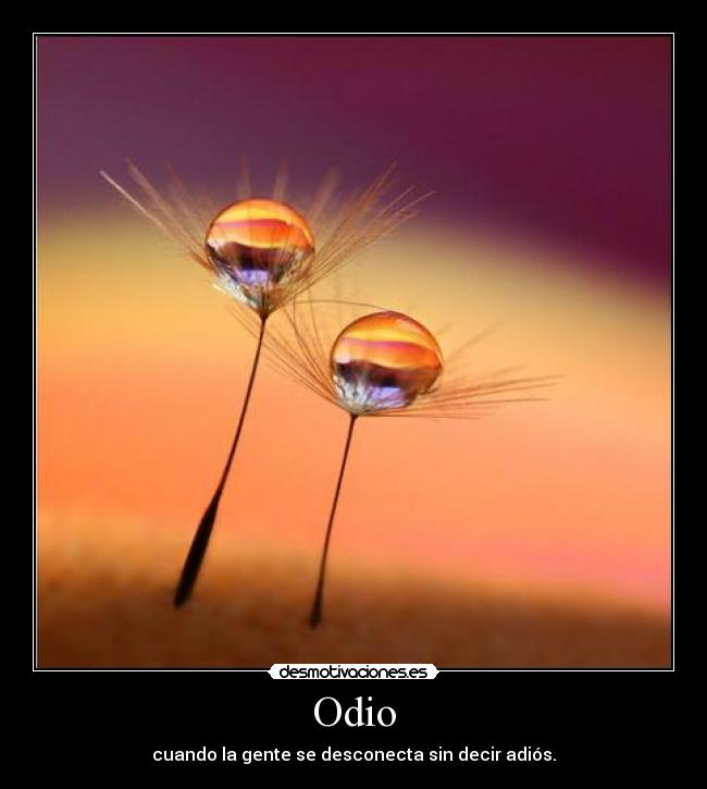 Odio - cuando la gente se desconecta sin decir adiós.