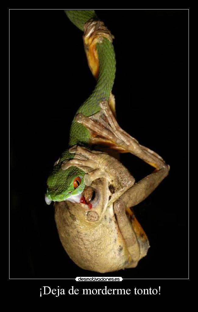 ¡Deja de morderme tonto! - 