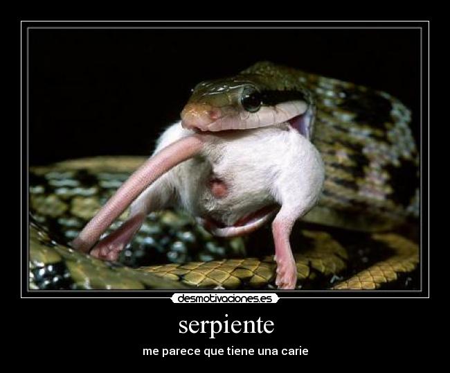 serpiente - 