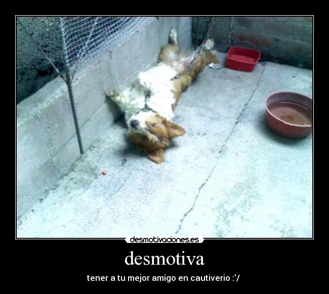carteles desmotiva tener mejor amigo cautiverio perro encadenado solo abandonado malatrato animal desmotivaciones
