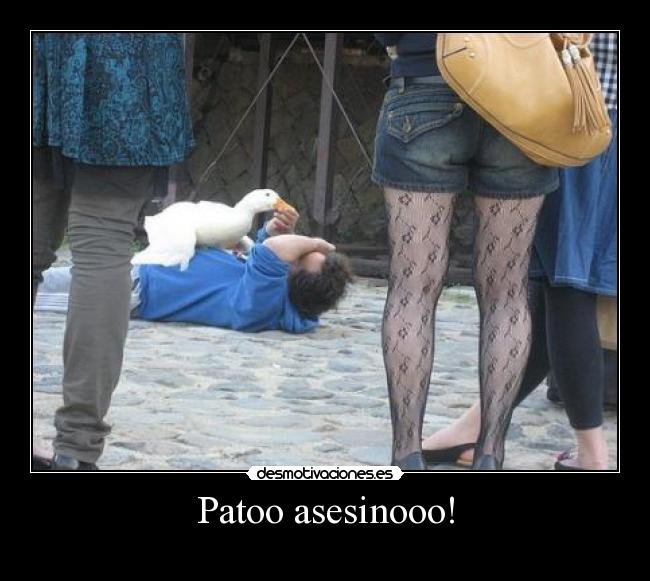 Patoo asesinooo! -