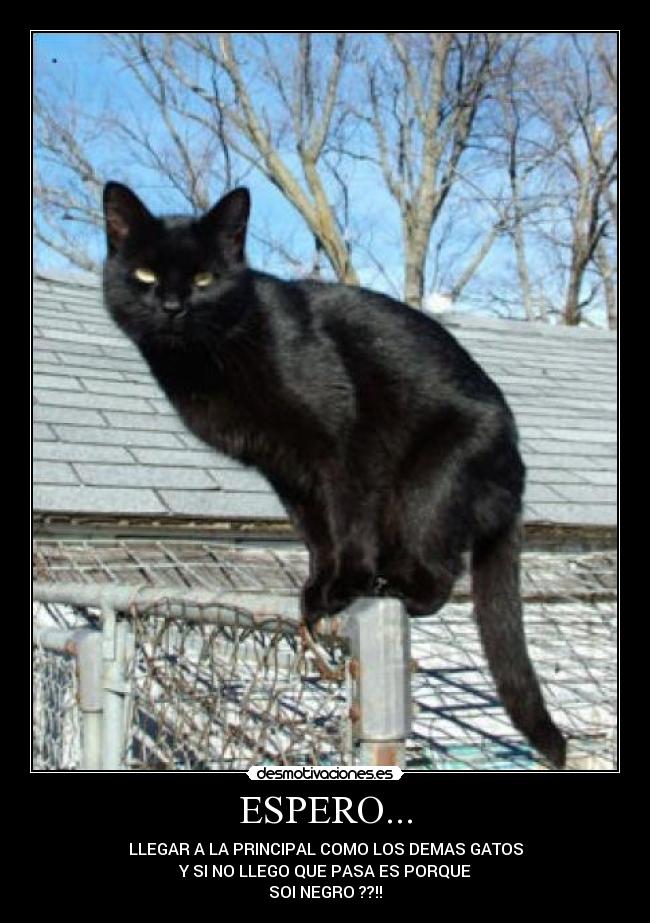 ESPERO... - LLEGAR A LA PRINCIPAL COMO LOS DEMAS GATOS
Y SI NO LLEGO QUE PASA ES PORQUE
SOI NEGRO ??!!