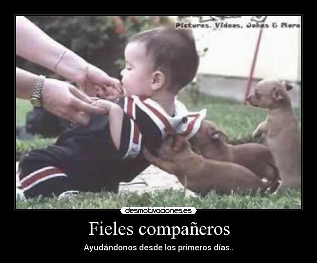Fieles compañeros - 