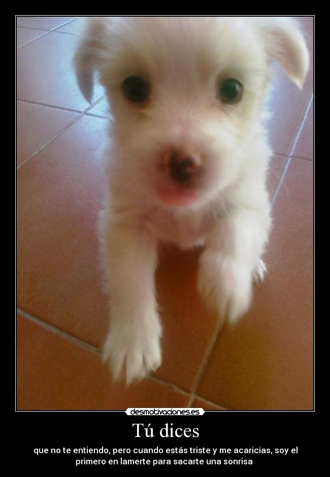 Tú dices - que no te entiendo, pero cuando estás triste y me acaricias, soy el
primero en lamerte para sacarte una sonrisa