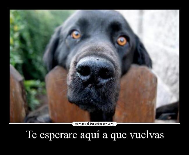 Te esperare aquí a que vuelvas -